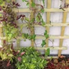 Espalier smal imp