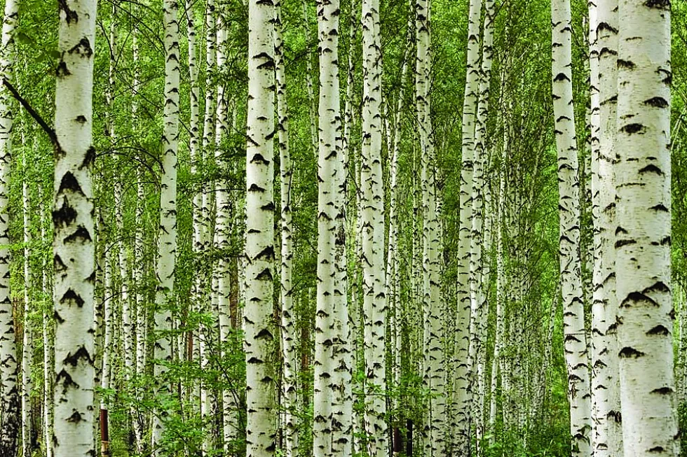 HUNTONIT Design Forest, 4 stk Antikk vegg